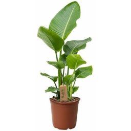 Plant In A Box - Strelitzia Nicolai - Plante Oiseau de Paradis - Pot 17cm - Hauteur 55-70cm