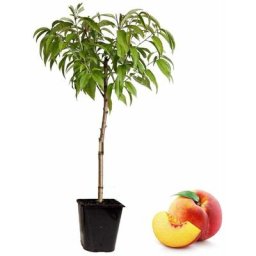 Prunus Persica Bonanza - Pêcher nain - Pot 14cm - Hauteur 60-70cm