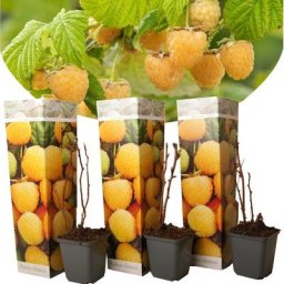 Plants de framboises - Set de 3 - Plante Jardin - Pot 9cm - Hauteur 25-40cm