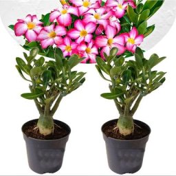 Plant In A Box - Adenium Obesum - Set de 2 - Roses du désert - Pot 10.5cm - Hauteur 25-40cm