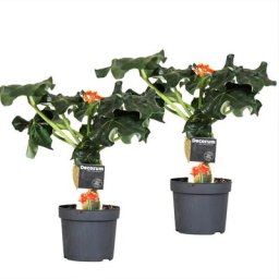 Plant In A Box - Jatropha Podagrica - Set de 2 - Pot 13cm - Hauteur 25-45cm