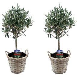 Plant In A Box - Olea Europaea - Set de 2 - d'olivier dans un panier - Pot 14cm - Hauteur 45-55cm