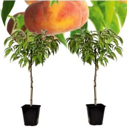 Plant In A Box - Prunus Persica 'Saturne' - Pêcher - Set de 2 - Pot 15 cm - Hauteur 60-70cm