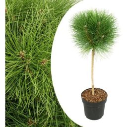 Pinus Summer Breeze - Pin nain - Pot 24cm - Hauteur 70-80cm