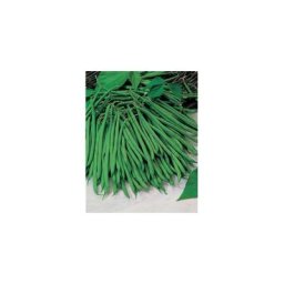 Haricot nain satelit - 150 g