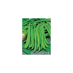 Haricot nain castandel - 150 g