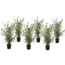 Plant In A Box - Fargesia Gansu - Set de 6 - Bambou non invasif - Pot 17cm - Hauteur 50-70cm