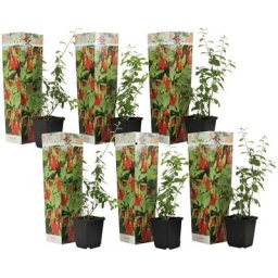 Plant In A Box - Lycium Barbarum - Set de 6 - Plantes de Goji - Pot 9cm - Hauteur 25-40cm