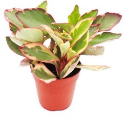 Exotenherz - Peperomia clusifolia 'Jewel' - poivre nain à feuilles multicolores - en pot de 12cm