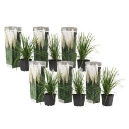 Plant In A Box - Cortaderia selloana - Set de 6 - La pampa - Blanc - Pot 9cm - Hauteur 25-40cm