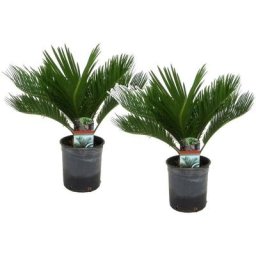 Plant In A Box - Cycas Revoluta - Set de 2 - Palmier fougère - Pot 15cm - Hauteur 45-60cm