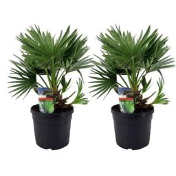 Chamaerops 'Vulcano' - Set de 2 - Palmier nain - Pot 19cm - Hauteur 35-45cm