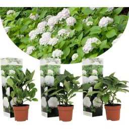 Hydrangea macrophylla - Blanc - Set de 3 - Hortensia - Pot 9cm - Hauteur 25-40cm