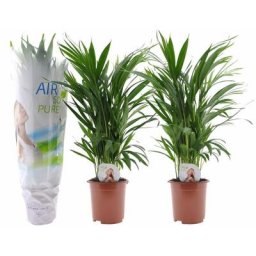 Plant In A Box - Dypsis Lutescens - Areca Gold Palm - Set de 2 - Pot 17cm - Hauteur 60-70cm