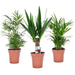 Plant In A Box - Mélange de mini palmiers - Set de 3 - Pot 12cm - Hauteur 30-40cm