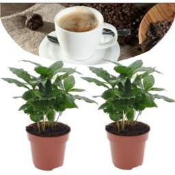 Plant In A Box - Coffea Arabica - Plante à café - Set de 2 - Pot 12cm - Hauteur 25-40cm