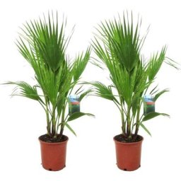 Plant In A Box - Washingtonia Robusta - Set de 2 - Palmier éventail - Pot 21cm - Hauteur 70-90cm