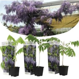 Wisteria sinensis - Set de 3 - Wisteria wisteria - Pot 9cm - Hauteur 25-40cm