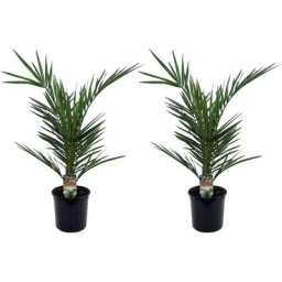 Plant In A Box - Phoenix Canariensis - Set de 2 - Palmier dattier - Pot 15cm - Hauteur 50-60cm