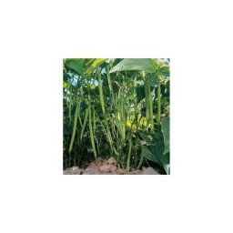 Haricot nain pongo - 150 g