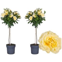 Plant In A Box - Rosa Palace 'Mysore' - Set de 2 - Rosiers tiges - Pot 19cm - Hauteur 80-100cm