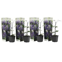 Plant In A Box - Clematis Taiga - Set de 4 - Plantes grimpantes - Pot 9cm - Hauteur 25-40cm