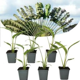 Plant In A Box - Ravenala madagascariensis - Set de 6 - Palmier - Pot 9cm - Hauteur 25-40cm