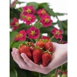 Fragaria x ananassa Roman - Set de 3 - Fraisier - Pot 9cm - Hauteur 10-20cm
