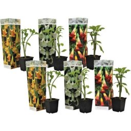 Plant In A Box - Brugmansia - Mélange de 6 - Fleurs de jardin - Pot 9cm - Hauteur 25-40cm