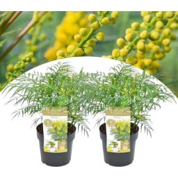 Mahonia Soft Caress - Set de 2 - Rustique -12°C - Pot 13cm - Hauteur 30-40cm