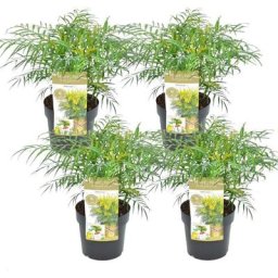 Mahonia Soft Caress - Set de 4 - Rustique -12°C - Pot 13cm - Hauteur 30-40cm