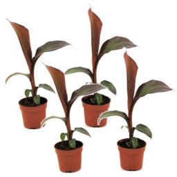 Ensete ventricosum Maurelli - Set de 4 - Bananiers - Pot 9cm - Hauteur 20-30cm