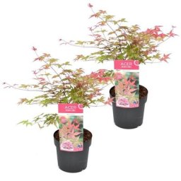 Plant In A Box - Acer palmatum 'Beni Maiko' - Set de 2 - Erable - Pot 19cm - Hauteur 60-70cm
