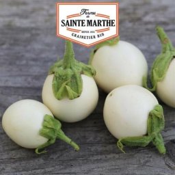 La Ferme Sainte Marthe - Aubergine Blanche ronde à oeufs - 50 graines