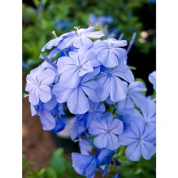 Plant In A Box - Plumbago auriculata - Set de 6 - Grimpante fleurie - Pot 9cm - Hauteur 25-40cm