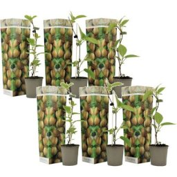 Kiwi Actinidia 'Jenny' - Set de 6 - Plantes de kiwi - Pot 9cm - Hauteur 20-40cm