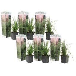 Plant In A Box - Cortaderia selloana - Set de 6 - La pampa - Rose - Pot 9cm - Hauteur 25-40cm