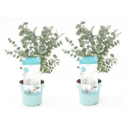 Plant In A Box - Eucalyptus Pulverulenta - Set de 2 - Pot 17cm - Hauteur 40-45cm