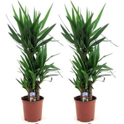 Plant In A Box - Yucca Elephantipes - Set de 2 - Palmier - Pots 21cm - Hauteur 70-80cm