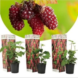 Plant In A Box - Rubus Tayberry - Set de 3 - Plante de jardin - Mûre - Pot 9cm - Hauteur 25-40cm