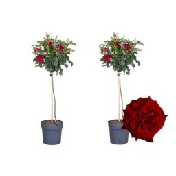 Plant In A Box - Rosa Palace 'Pride' - Set de 2 - Rosiers tiges - pot 19cm - hauteur 80-100cm