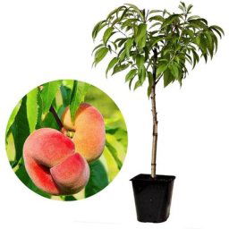 Prunus Persica 'Saturne' - Pêcher - Arbre fruitier - Pot 15 cm - Hauteur 60-70cm