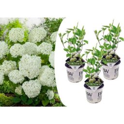 Plant In A Box - Hortensia Strong Annabelle - Set de 3 - Hortensia - Pot 19cm - Hauteur 30-40cm