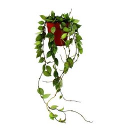 Exotenherz - Plante d'intérieur à suspendre - Hoya krohniana Eskimo - fleur en porcelaine - fleur