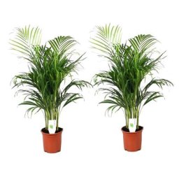 Dypsis Lutescens - Set de 2 - Palmier - Pot 21cm - Hauteur 100-120cm