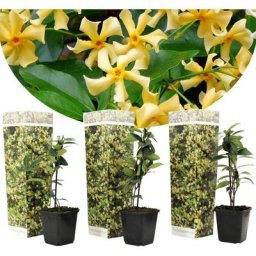 Jasmin toscan - Set de 3 - Jaune - Plantes de jardin - Pot 9cm - Hauteur 25-40cm