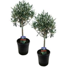 Plant In A Box - Olea Europaea - Set de 2 - Olivier sur tige - Pot 14cm - Hauteur 45-55cm