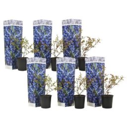Blueberry Sunshine Blue - Set de 6 - Plante à baies - Pot 9cm - Hauteur 25-40cm