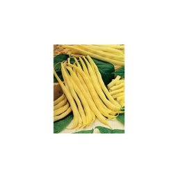 Haricot nain de rocquencourt - 150 g