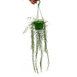 Exotenherz - Plante d'intérieur à suspendre - Hoya linearis - Fleur de cire 12cm feu tricolore